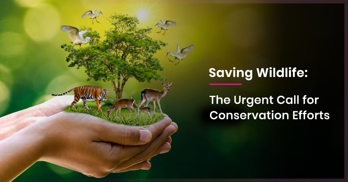 Conservation Efforts