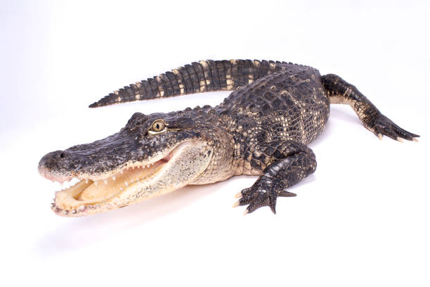 Alligator