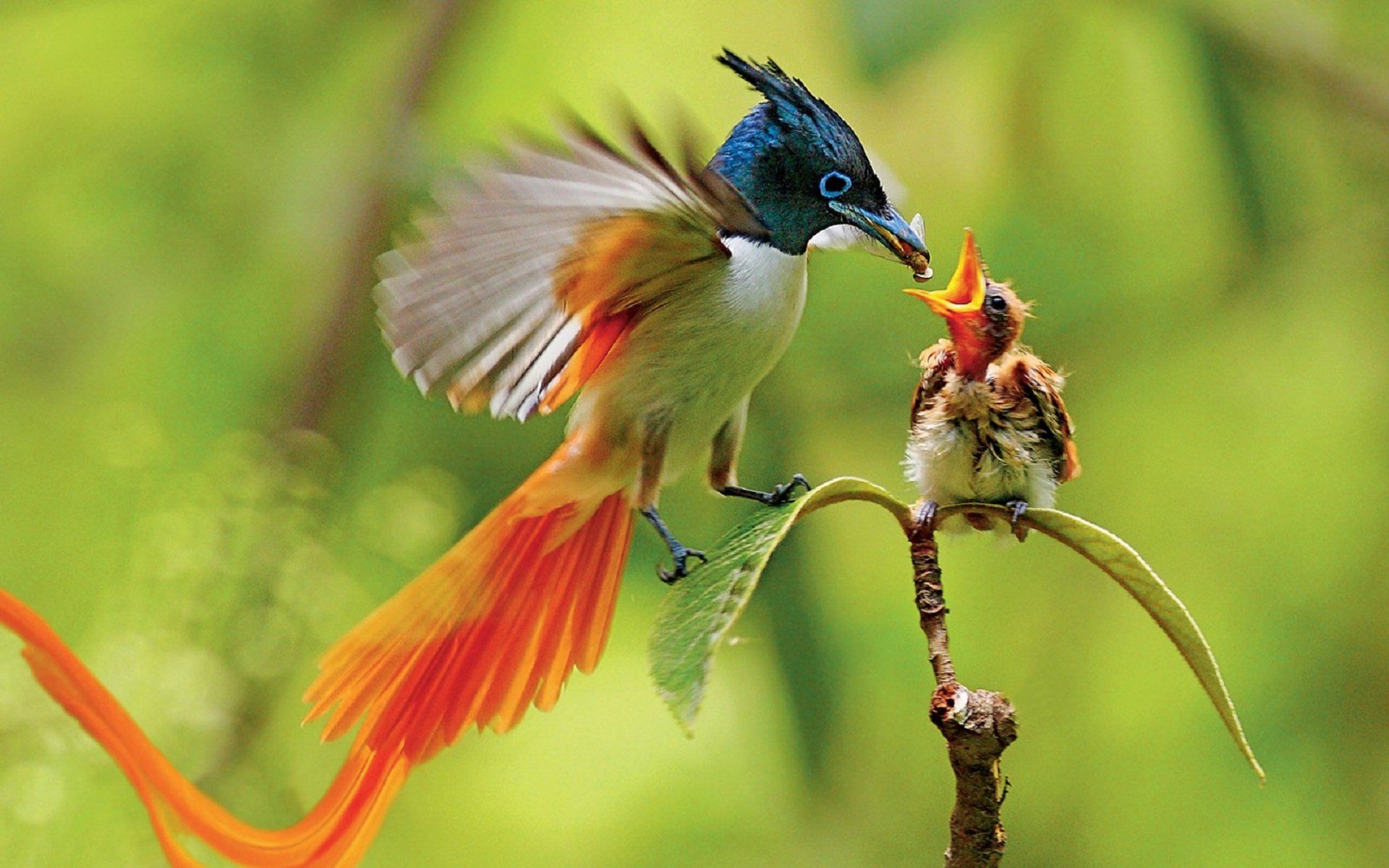 Flycatcher
