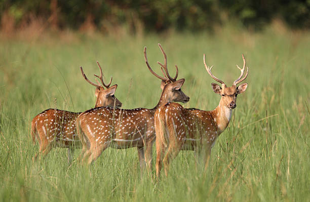 Chital
