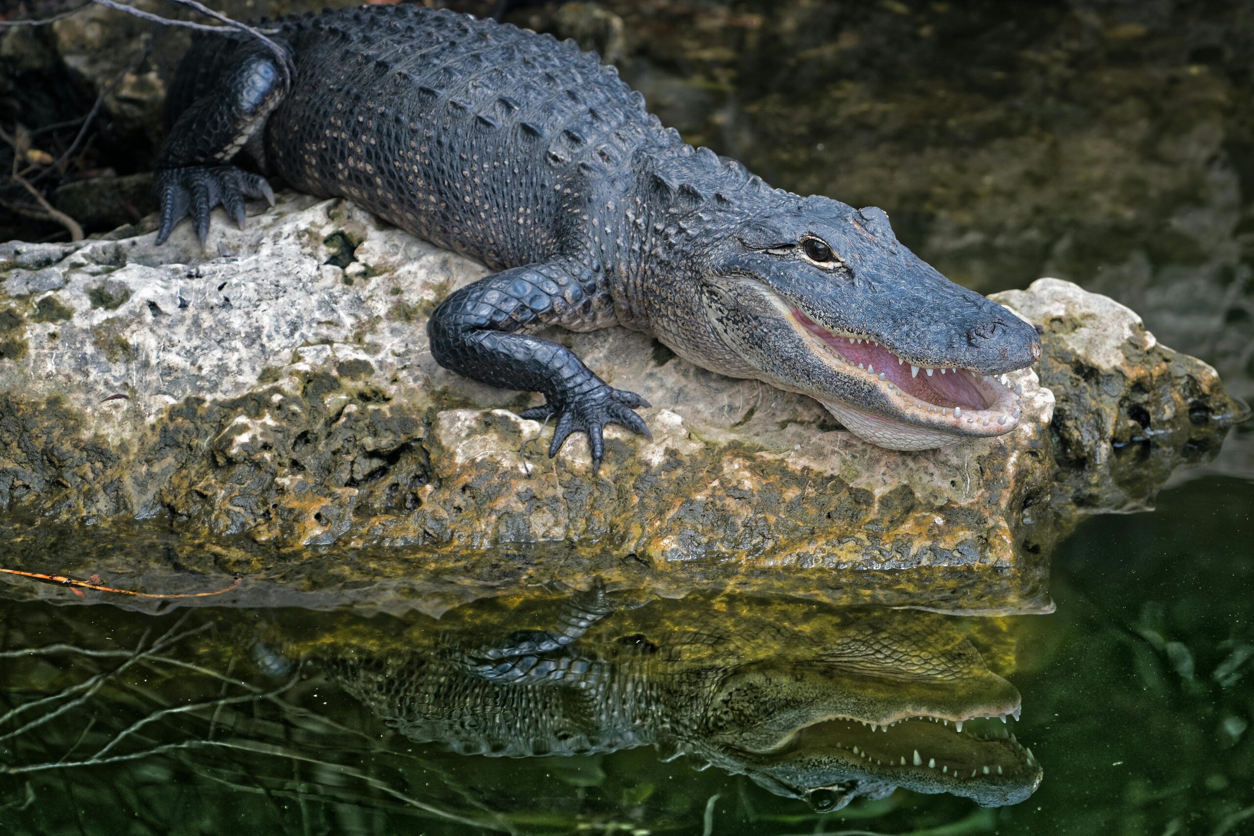 Crocodile