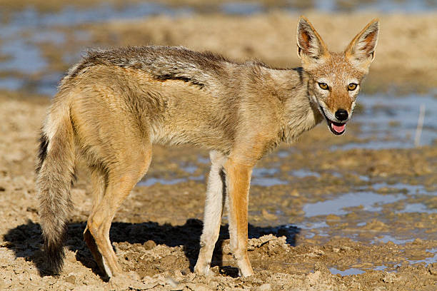 Jackal