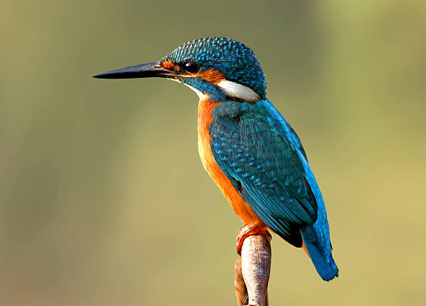 Kingfisher
