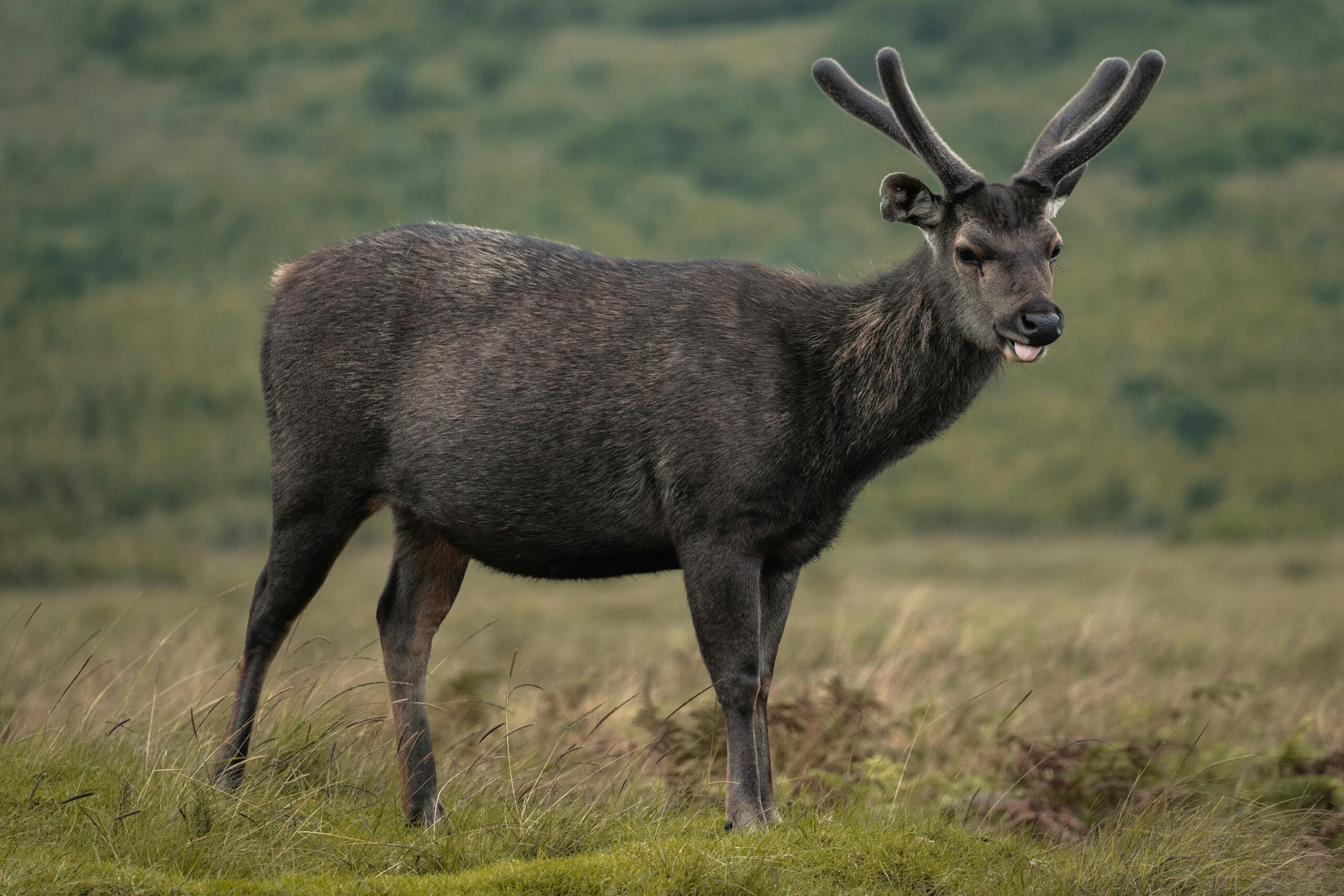 Sambar Deer