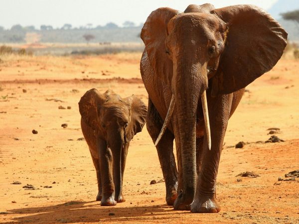 jim corbett taxi service in utrakhand